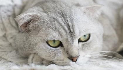 九游娱乐APP-西部赛区激战不断，夺冠悬念重重，西部赛区排名