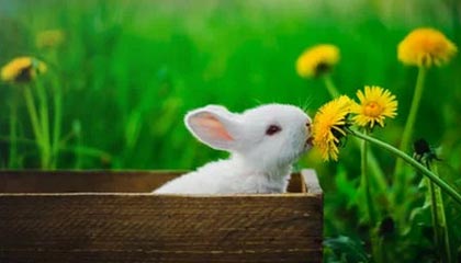 九游娱乐APP-西部赛区激战不断，夺冠悬念重重，西部赛区排名